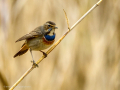 Pechiazul - Luscinia svecica - Cotxa blava
