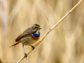 Pechiazul - Luscinia svecica - Cotxa blava