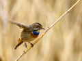 Pechiazul - Luscinia svecica - Cotxa blava
