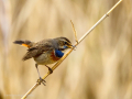 Pechiazul - Luscinia svecica - Cotxa blava