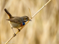 Pechiazul - Luscinia svecica - Cotxa blava