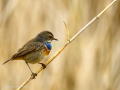 Pechiazul - Luscinia svecica - Cotxa blava