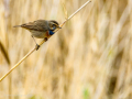 Pechiazul - Luscinia svecica - Cotxa blava