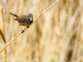 Pechiazul - Luscinia svecica - Cotxa blava