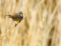 Pechiazul - Luscinia svecica - Cotxa blava