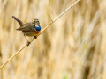 Pechiazul - Luscinia svecica - Cotxa blava
