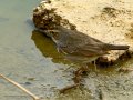 Pechiazul - Luscinia svecica - Cotxa blava