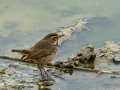 Pechiazul - Luscinia svecica - Cotxa blava
