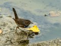 Pechiazul - Luscinia svecica - Cotxa blava