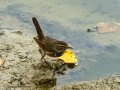 Pechiazul - Luscinia svecica - Cotxa blava