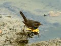 Pechiazul - Luscinia svecica - Cotxa blava