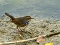 Pechiazul - Luscinia svecica - Cotxa blava