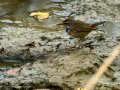 Pechiazul - Luscinia svecica - Cotxa blava