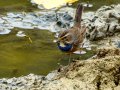 Pechiazul - Luscinia svecica - Cotxa blava