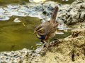 Pechiazul - Luscinia svecica - Cotxa blava