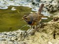 Pechiazul - Luscinia svecica - Cotxa blava