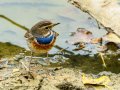 Pechiazul - Luscinia svecica - Cotxa blava