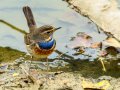 Pechiazul - Luscinia svecica - Cotxa blava