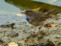 Pechiazul - Luscinia svecica - Cotxa blava