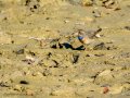 Pechiazul - Luscinia svecica - Cotxa blava