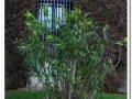 20140329_04-Pedralbes.jpg
