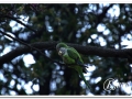 20140329_21-Pedralbes.jpg