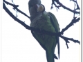 20140329_22-Pedralbes.jpg