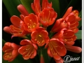 20140329_23-Pedralbes.jpg