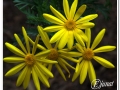 20140329_24-Pedralbes.jpg