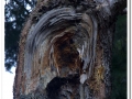 20140329_39-Pedralbes.jpg