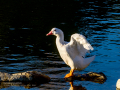 Pekin - American Pekin y Pato criollo - Cairina moschata domestica