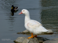 Pekin - American Pekin y Pato criollo - Cairina moschata domestica