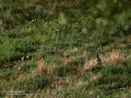 Perdiz roja - Alectoris rufa - Perdiu