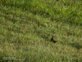 Perdiz roja - Alectoris rufa - Perdiu