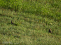 Perdiz roja - Alectoris rufa - Perdiu