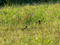 Perdiz roja - Alectoris rufa - Perdiu