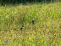 Perdiz roja - Alectoris rufa - Perdiu