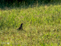 Perdiz roja - Alectoris rufa - Perdiu