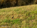 Perdiz roja - Alectoris rufa - Perdiu
