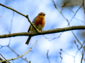 Petirrojo europeo - Erithacus rubecula - Pit-roig