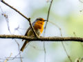 Petirrojo europeo - Erithacus rubecula - Pit-roig