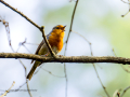 Petirrojo europeo - Erithacus rubecula - Pit-roig