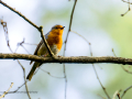 Petirrojo europeo - Erithacus rubecula - Pit-roig