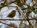 Petirrojo europeo - Erithacus rubecula - Pit-roig