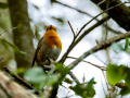 Petirrojo europeo - Erithacus rubecula - Pit-roig
