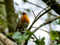 Petirrojo europeo - Erithacus rubecula - Pit-roig