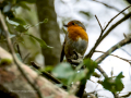 Petirrojo europeo - Erithacus rubecula - Pit-roig