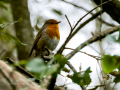 Petirrojo europeo - Erithacus rubecula - Pit-roig