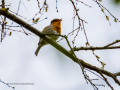 Petirrojo europeo - Erithacus rubecula - Pit-roig
