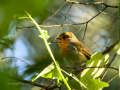 Petirrojo europeo - Erithacus rubecula - Pit-roig